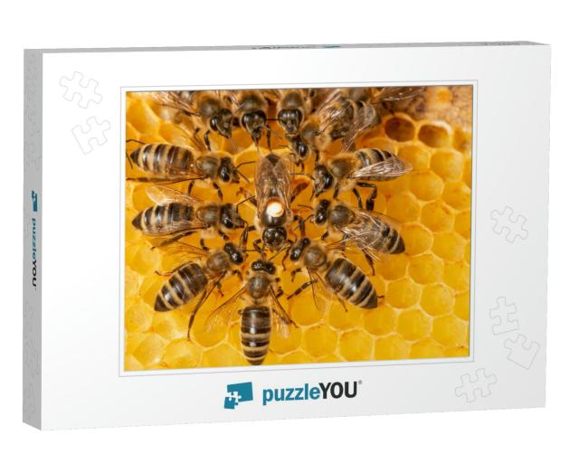 The Queen Apis Mellifera Marked with Dot & Bee Workers Ar... Jigsaw Puzzle