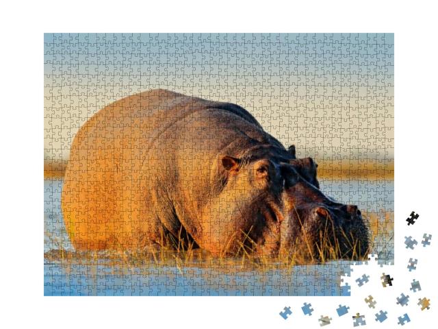 African Hippopotamus, Hippopotamus Amphibius Capensis, wi... Jigsaw Puzzle with 1000 pieces