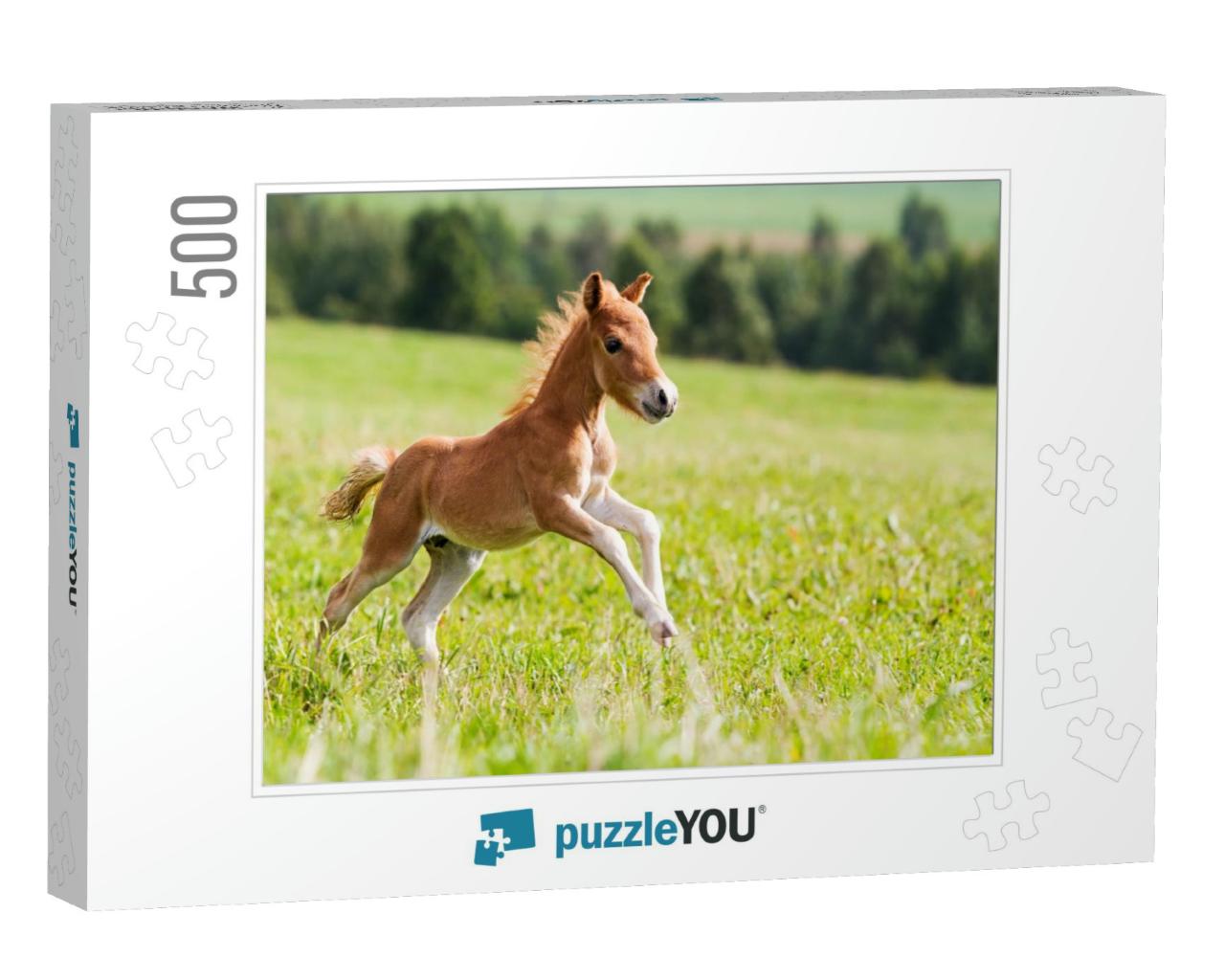 Mini Horse Falabella... Jigsaw Puzzle with 500 pieces