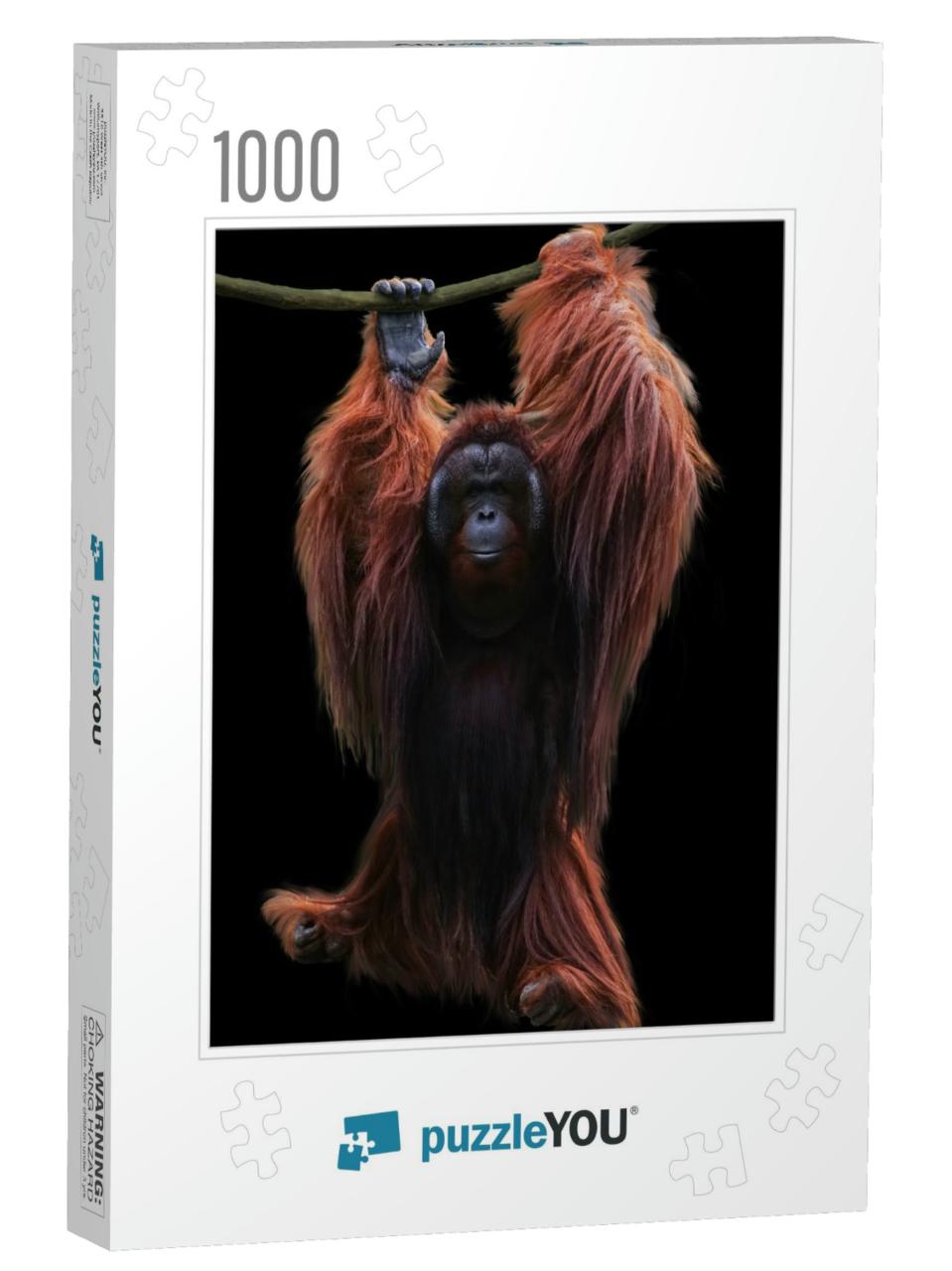Image Orangutan Hanging on a Rope Isolated Over Black Bac... Jigsaw Puzzle with 1000 pieces