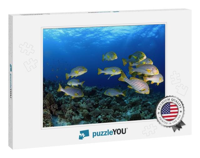 Oriental Sweetlips in the Tropical Waters of the Maldives... Jigsaw Puzzle