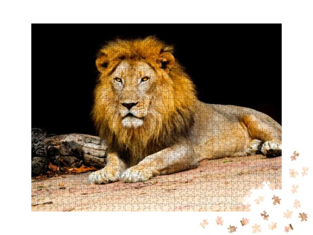 Lion on Stone Nature, Lion is Mammal Wildlife Type of Cat... Jigsaw Puzzle with 1000 pieces