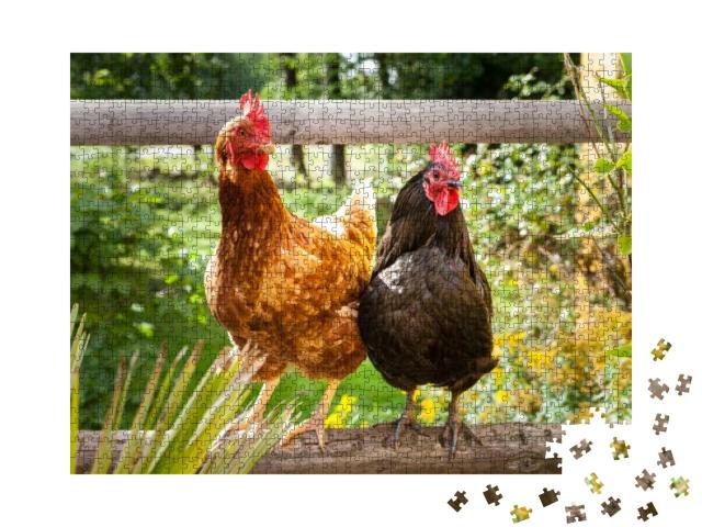 Happy Chickens... Jigsaw Puzzle with 1000 pieces