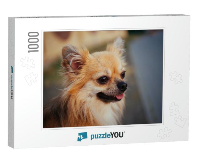 Portrait of a Long Haired Ginger Chihuahua Dog Outdoors... Jigsaw Puzzle with 1000 pieces