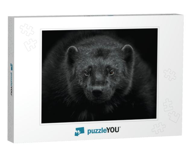 Close-Up of a Wolverine Gulo Gulo Looking At the Camera &... Jigsaw Puzzle