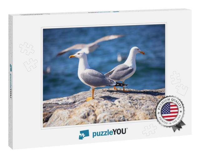 Close Up View of Two White Seagulls Sitting on the Beach... Jigsaw Puzzle