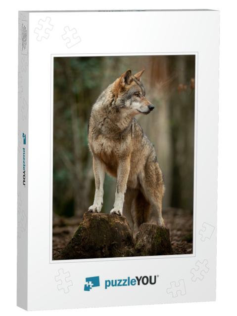 Grey Wolf in the Forest During the Spring... Jigsaw Puzzle
