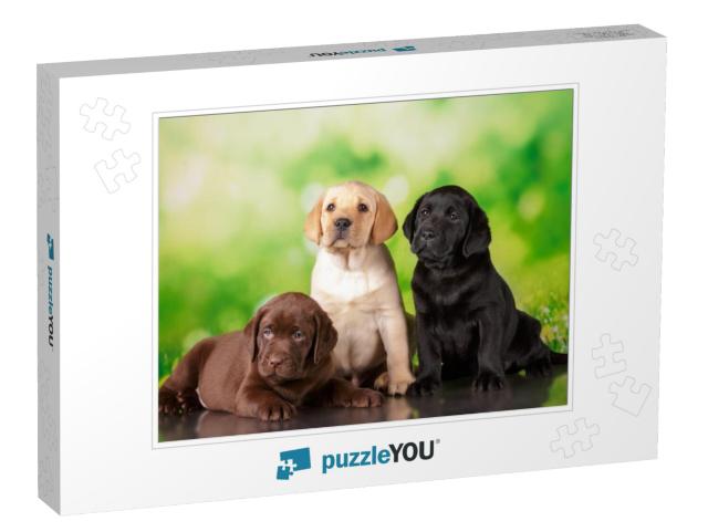 Labrador Three Color Puppies Black Brown & Yellow Togethe... Jigsaw Puzzle