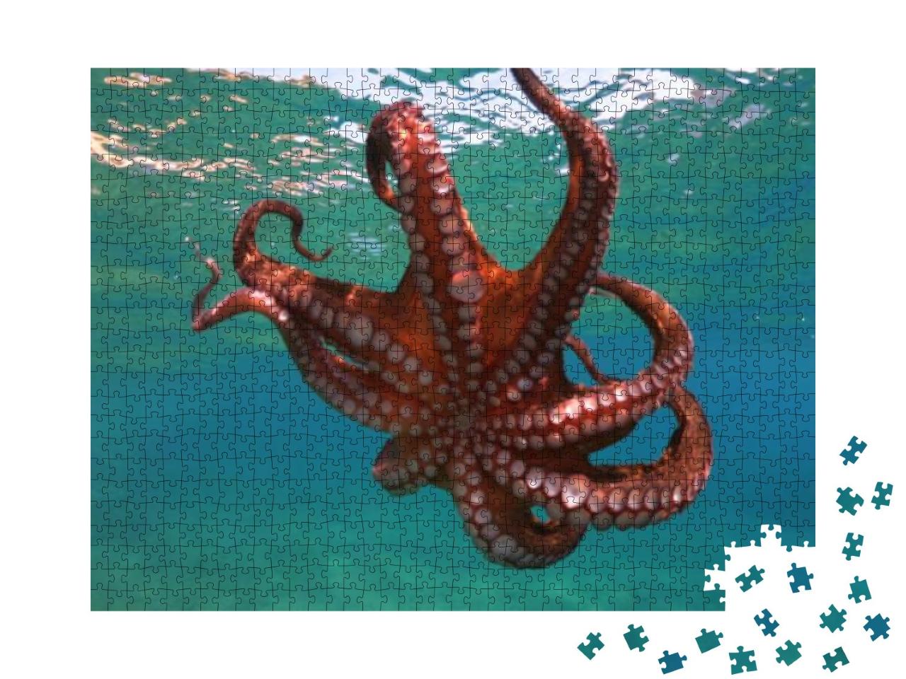 Underwater Photo of Isolated Octopus Swimming in Tropical... Jigsaw Puzzle with 1000 pieces