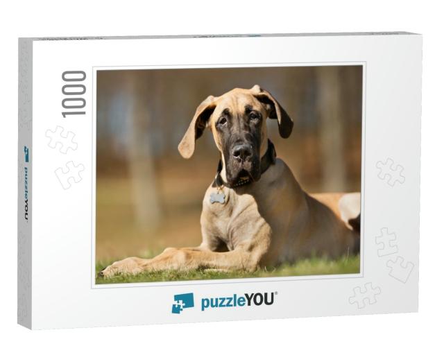 A Purebred Great Dane Dog Without Leash Outdoors in the N... Jigsaw Puzzle with 1000 pieces