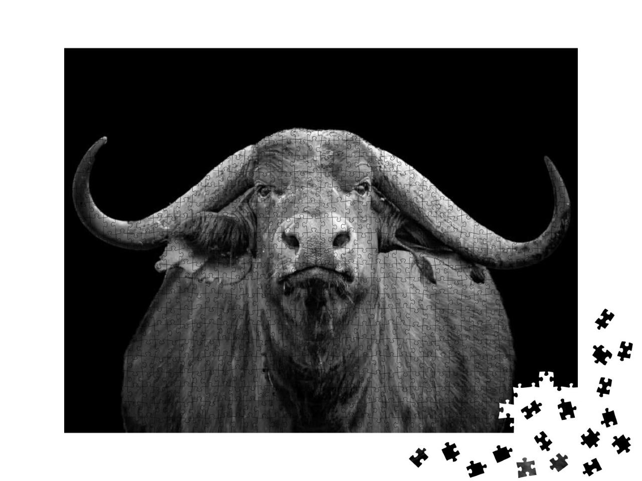 Black & White Photo of African Buffalo Portrait Syncerus... Jigsaw Puzzle with 1000 pieces