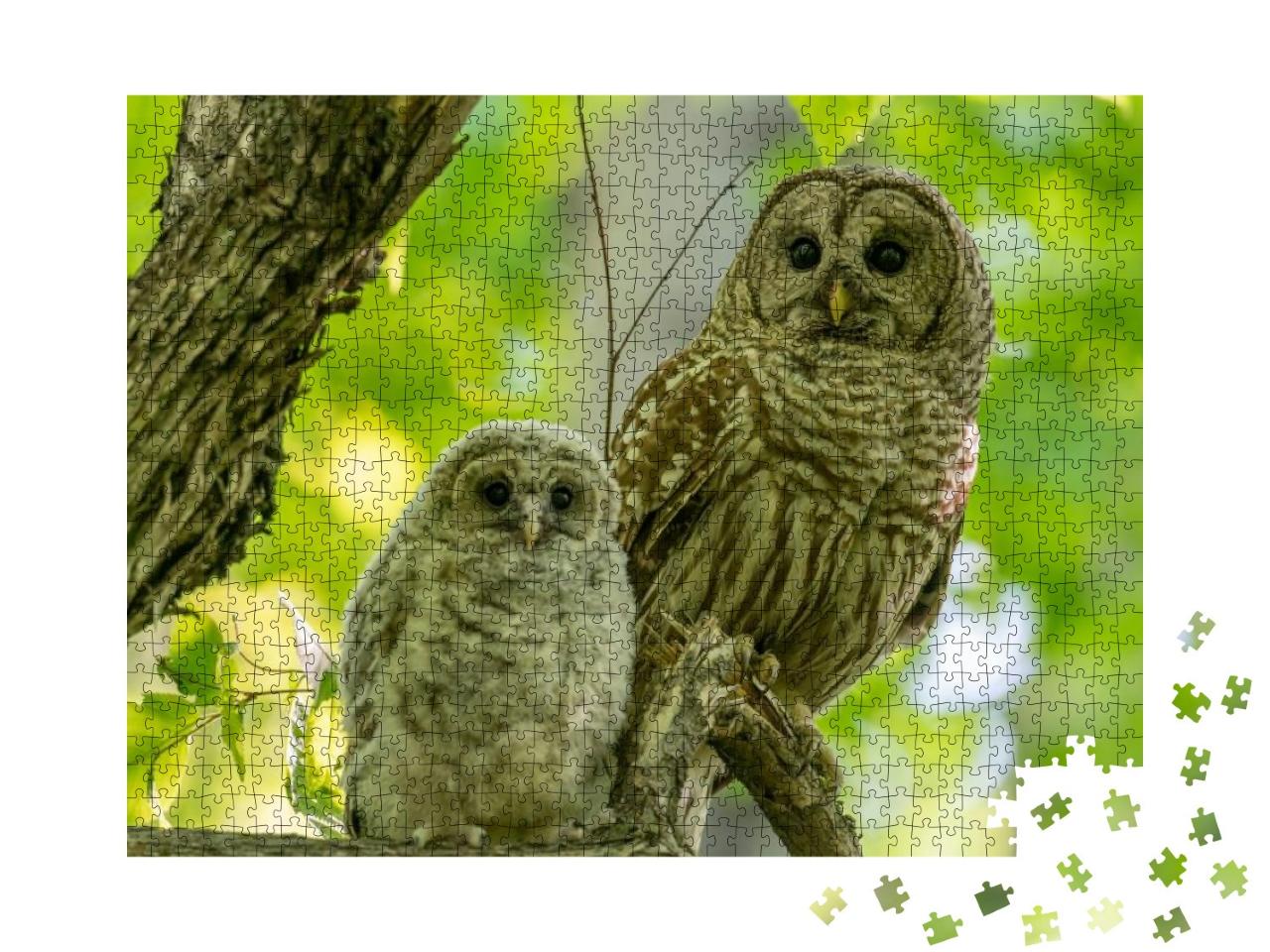 Adult & Baby Barred Owls Perching on a Tree Branch in Ear... Jigsaw Puzzle with 1000 pieces