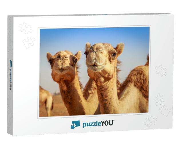 Camels in Arabia, Wildlife... Jigsaw Puzzle
