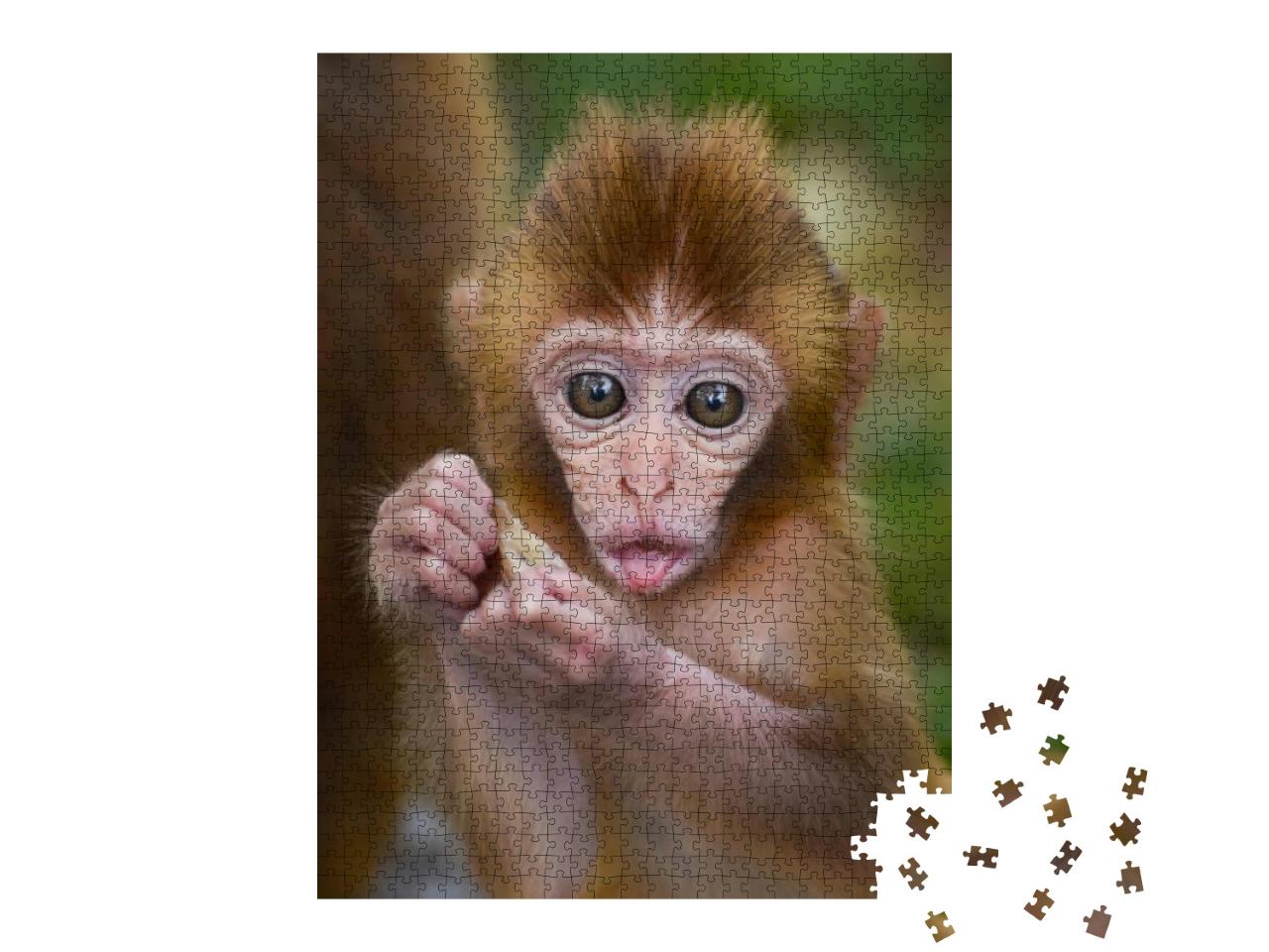 Cute Baby Monkey Eating in a Forest... Jigsaw Puzzle with 1000 pieces