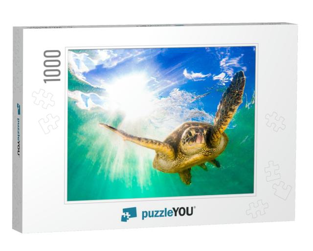 Hawaiian Green Sea Turtle Cruising in the Warm Waters of... Jigsaw Puzzle with 1000 pieces