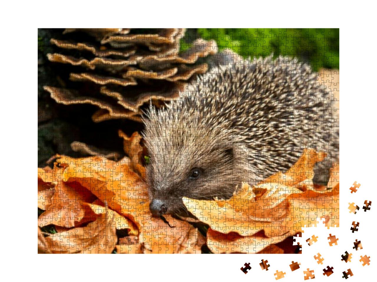 Hedgehog in Autumn. Scientific Name Erinaceus Europaeus... Jigsaw Puzzle with 1000 pieces