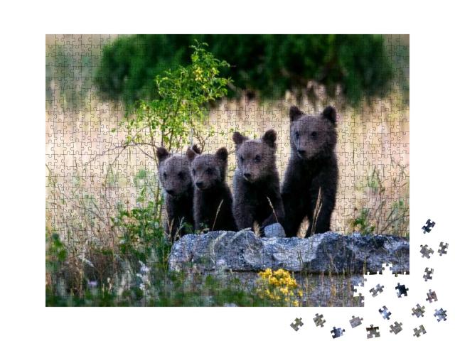 Marsican Bear Cubs, a Protected Species Typical of Centra... Jigsaw Puzzle with 1000 pieces