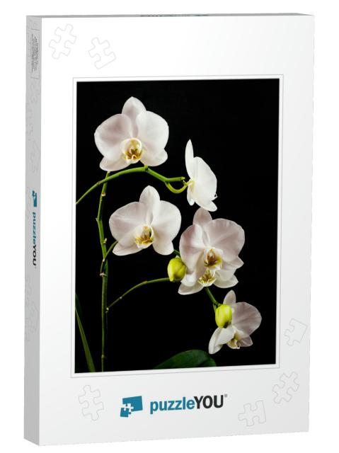 White Orchid Branch Heavy Blossoming with Large White Flo... Jigsaw Puzzle