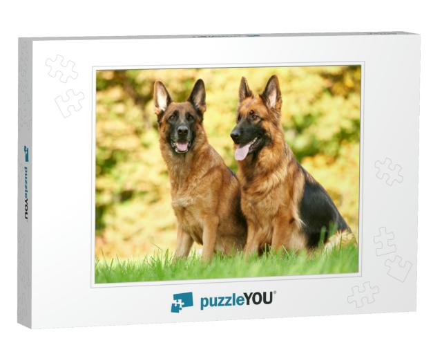 Two German Shepherd Dogs Sitting on Green Grass At Autumn... Jigsaw Puzzle
