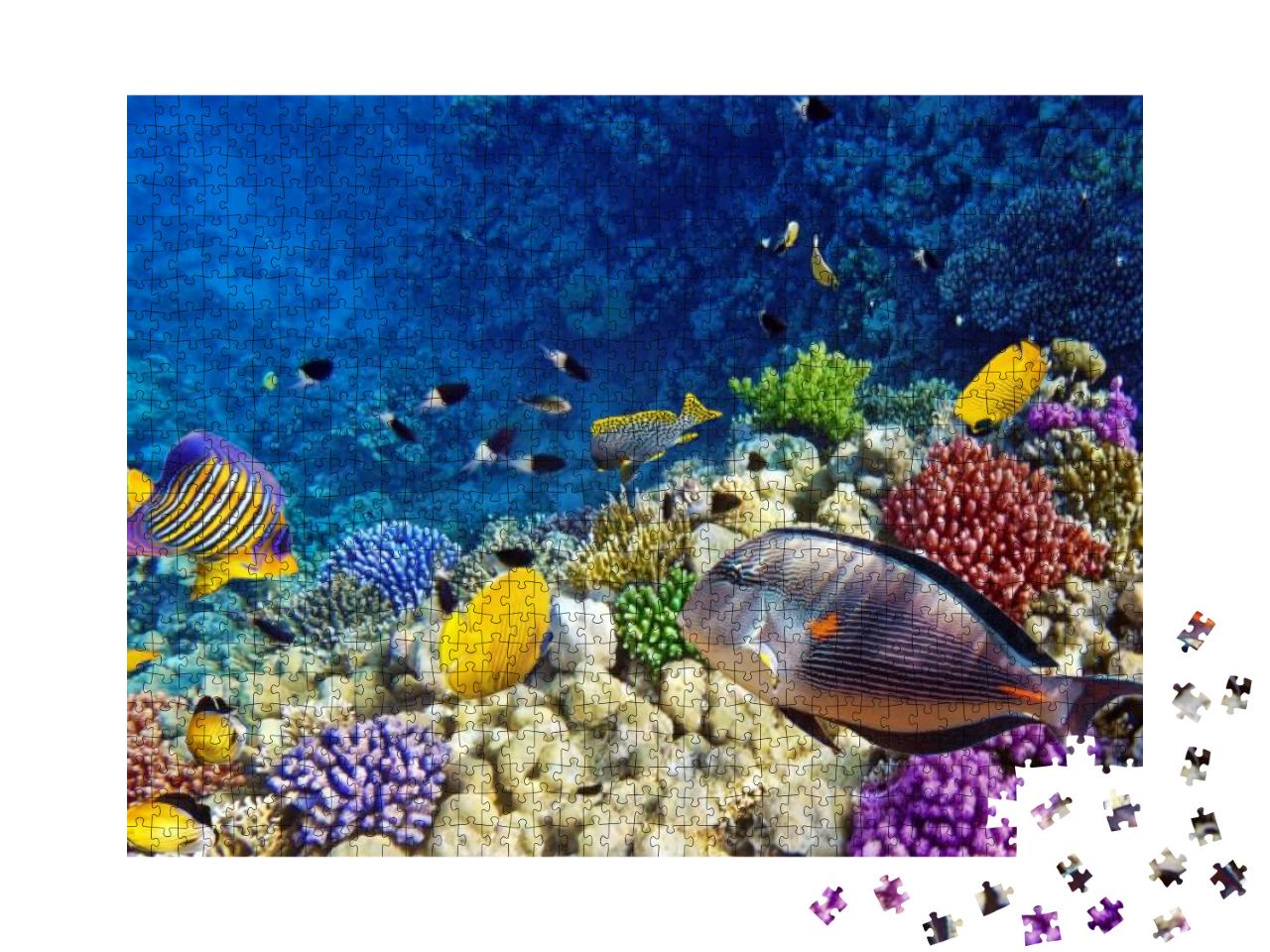 Coral & Fish in the Red Sea. Egypt... Jigsaw Puzzle with 1000 pieces