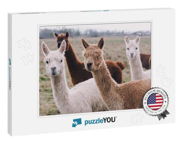 Colorful Group / Pack of Alpacas... Jigsaw Puzzle