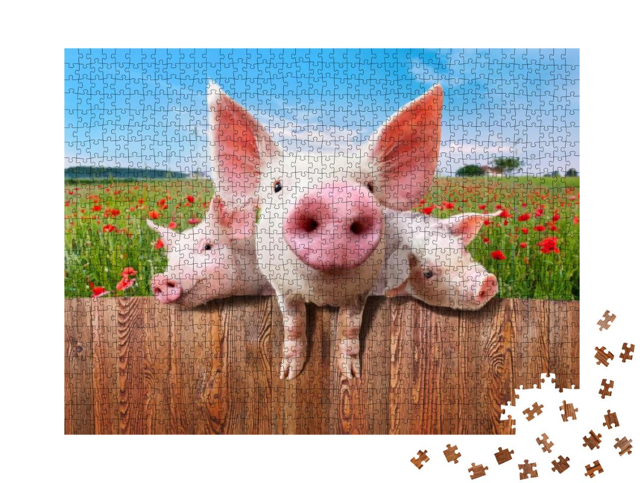 Young Pigs on the Farm Looking Over the Fence... Jigsaw Puzzle with 1000 pieces