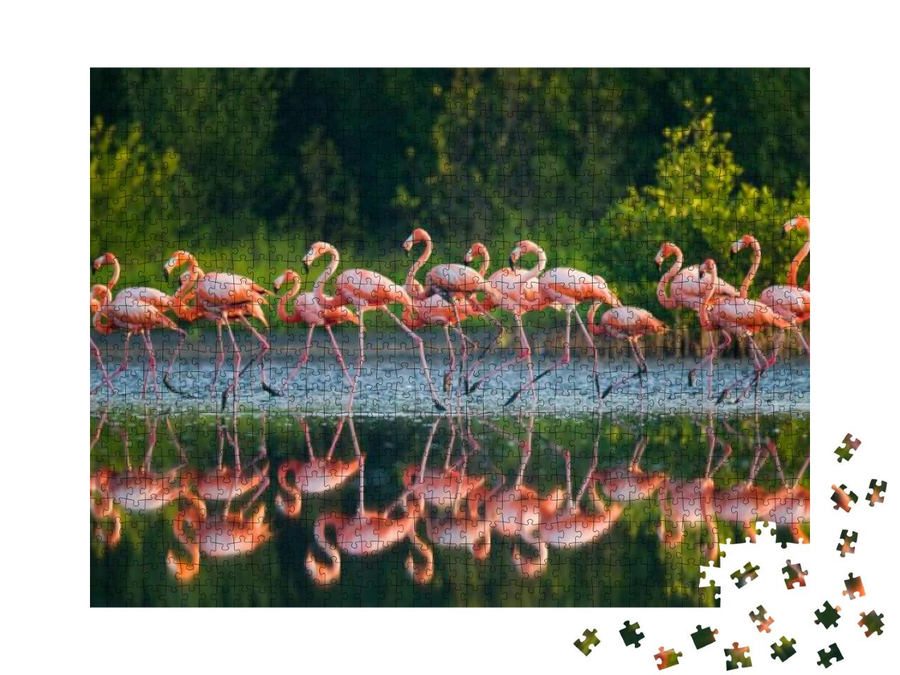 Caribbean Flamingo Standing in Water with Reflection. Cub... Jigsaw Puzzle with 1000 pieces