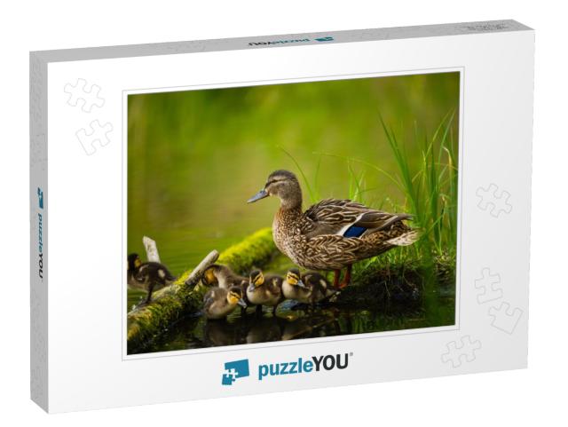 Mallard Female with Little Ducklings in a Living Nature o... Jigsaw Puzzle