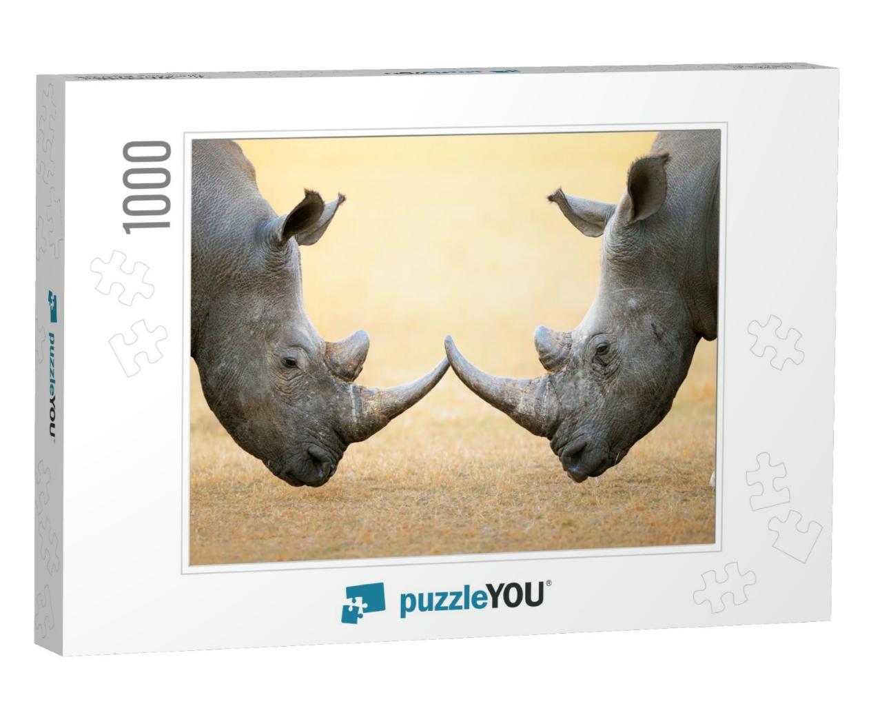 White Rhinoceros Ceratotherium Simum Head to Head - Kruge... Jigsaw Puzzle with 1000 pieces