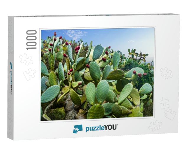 Cactus Field in Mexico City... Jigsaw Puzzle with 1000 pieces