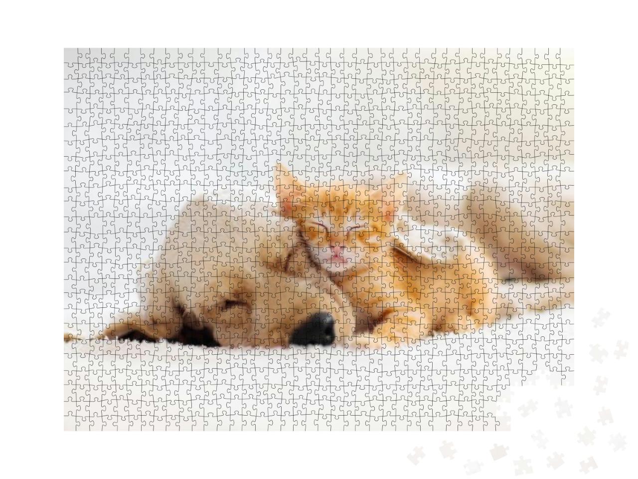 Cat & Dog Sleeping Together. Kitten & Puppy Taking Nap. H... Jigsaw Puzzle with 1000 pieces