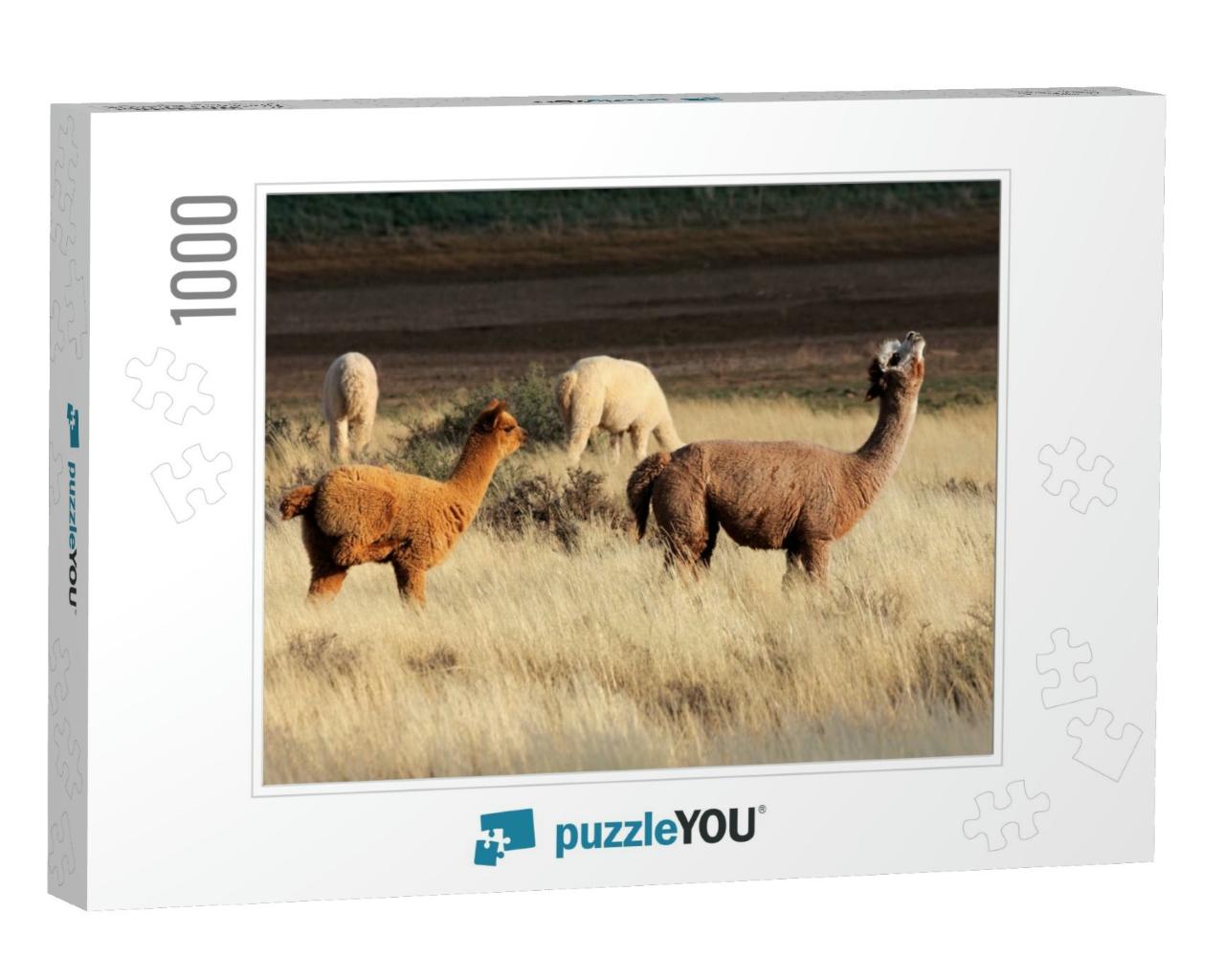 Alpacas Vicugna Pacos, Domesticated Species of South Amer... Jigsaw Puzzle with 1000 pieces