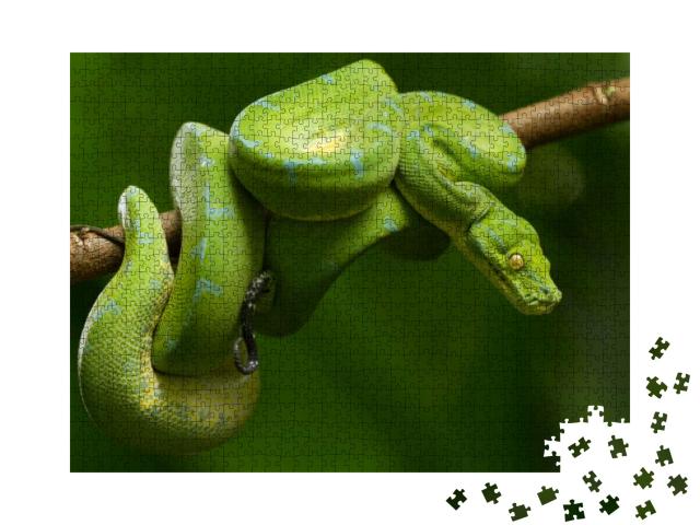 Green Tree Python Morelia Viridis Sorong Locality... Jigsaw Puzzle with 1000 pieces