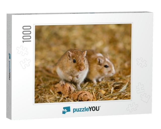 Mongolian Gerbils Meriones as Pet... Jigsaw Puzzle with 1000 pieces