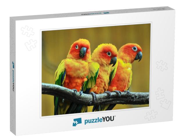 Beautiful Parrot, Sun Conure on Tree Branch... Jigsaw Puzzle