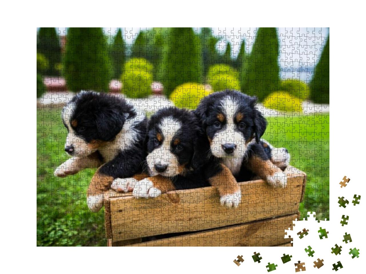 Young Bernese Mountain Dogs in Wooden Box, Bernese Mounta... Jigsaw Puzzle with 1000 pieces