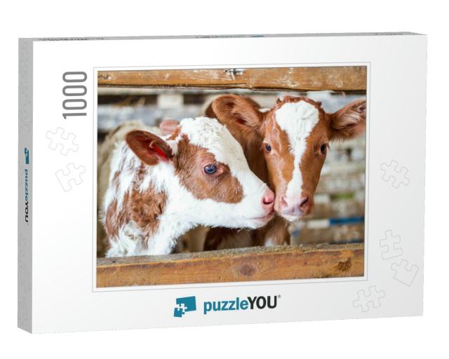Red Baby Cow Calf Standing At Stall At Farm Countryside... Jigsaw Puzzle with 1000 pieces