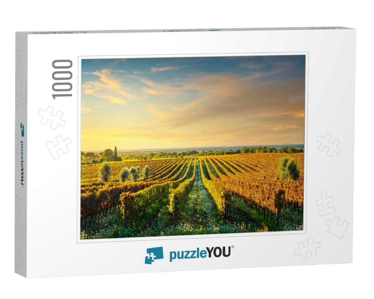 Bolgheri Vineyard, Olive Trees & Flowers At Sunset. Autum... Jigsaw Puzzle with 1000 pieces