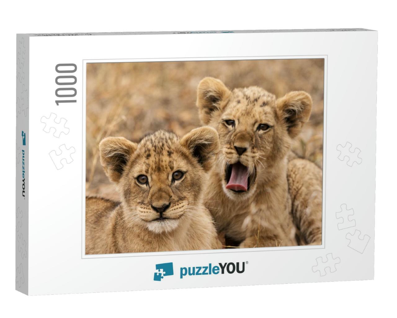 Junge Panthera Leo... Jigsaw Puzzle with 1000 pieces