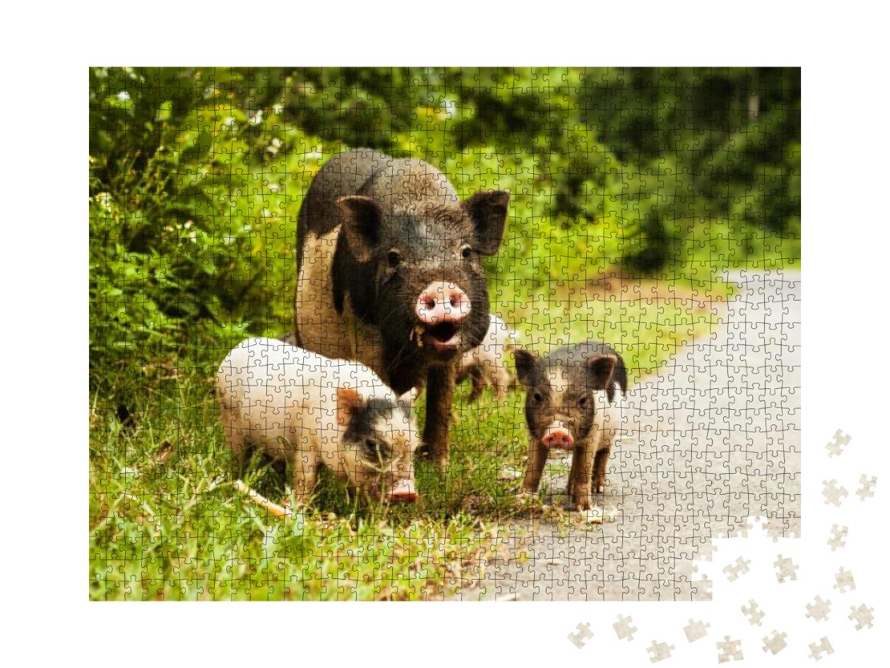 Cute Pig with Piglets on Countryside Road... Jigsaw Puzzle with 1000 pieces