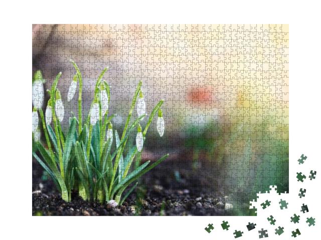 First Spring Flowers, Snowdrops in Garden, Sunlight... Jigsaw Puzzle with 1000 pieces