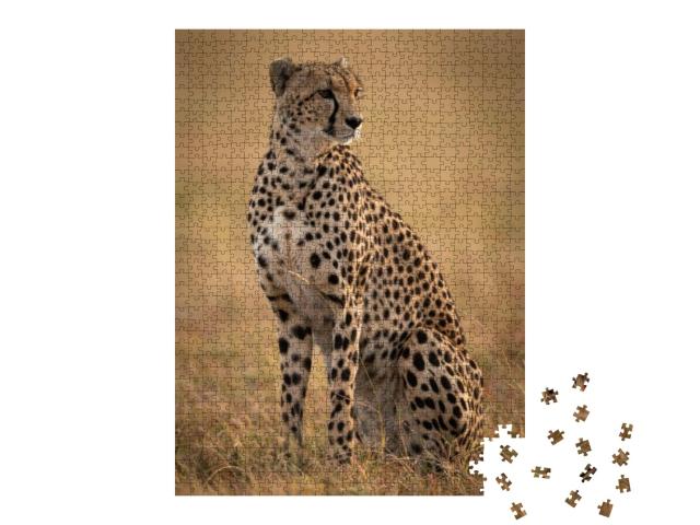 Cheetah Sitting in Grassy Plain Turning Right... Jigsaw Puzzle with 1000 pieces