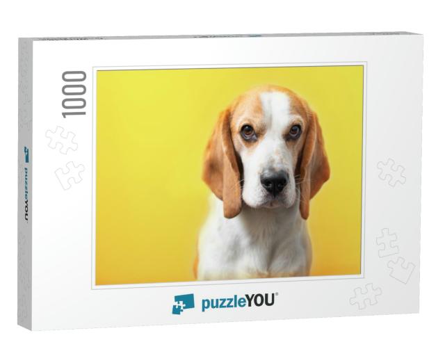 Portrait of a Sweet Adorable Beagle Dog on a Bright Yello... Jigsaw Puzzle with 1000 pieces