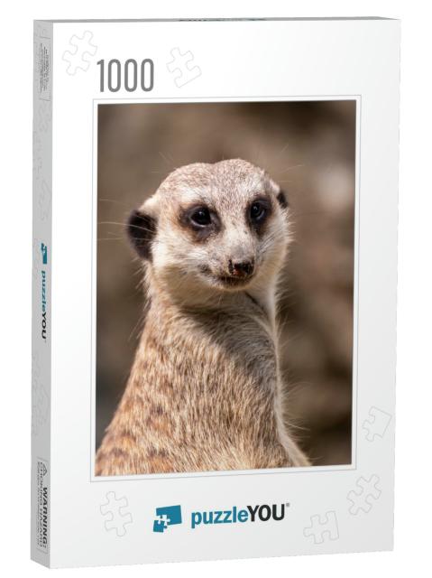Meerkat on Guard Duty. Meerkat on the Lookout. Meerkat on... Jigsaw Puzzle with 1000 pieces
