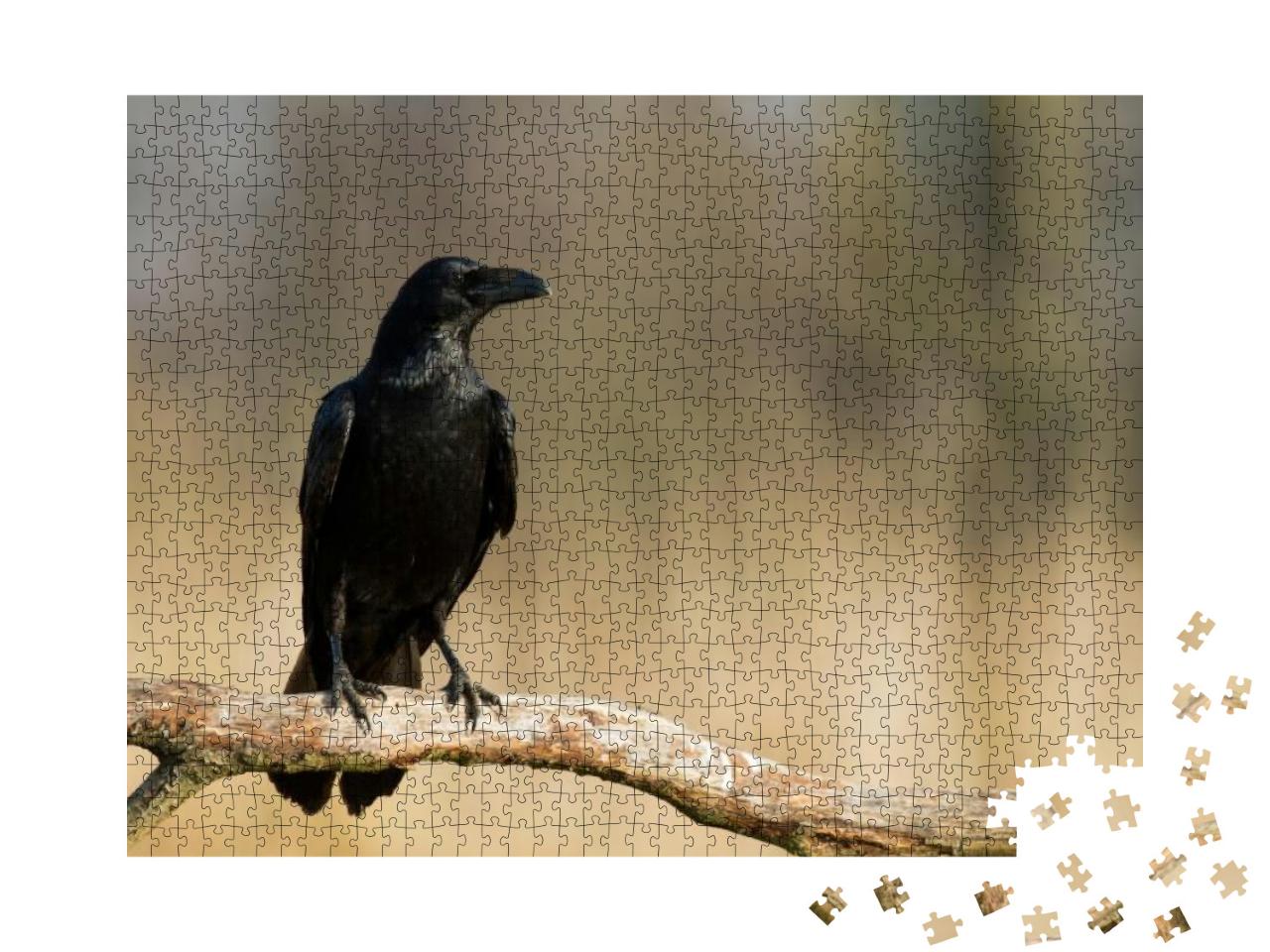 Birds - Common Raven Corvus Corax... Jigsaw Puzzle with 1000 pieces