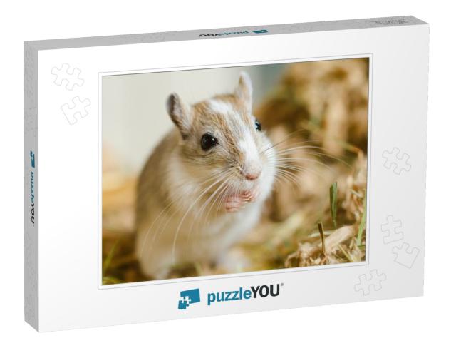 Mongolian Gerbils Meriones as Pet... Jigsaw Puzzle