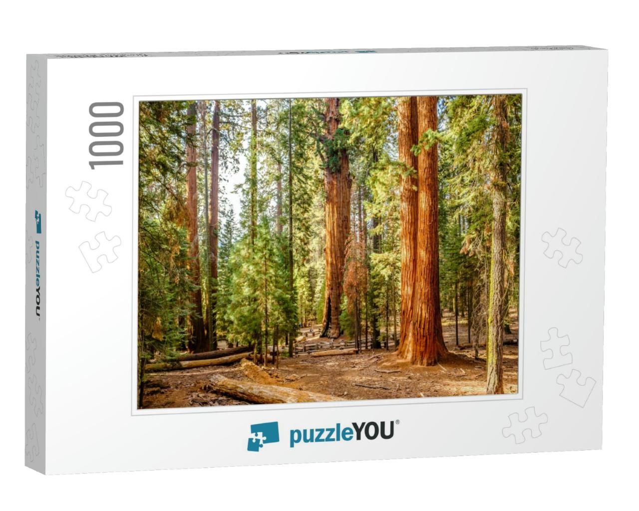 Sequoia National Park At Autumn. California, United State... Jigsaw Puzzle with 1000 pieces