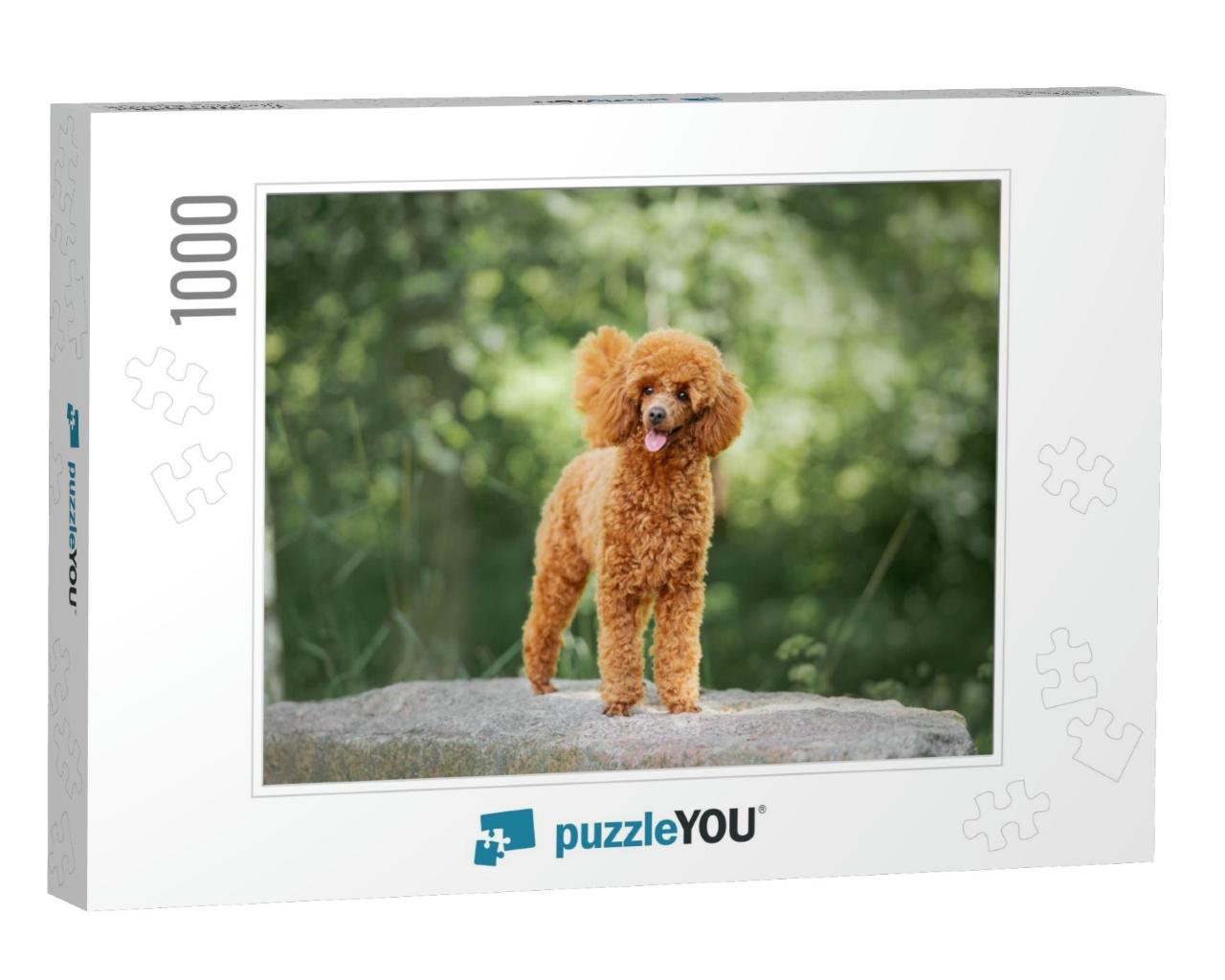 Miniature Poodle Puppy Standing on the Rock... Jigsaw Puzzle with 1000 pieces