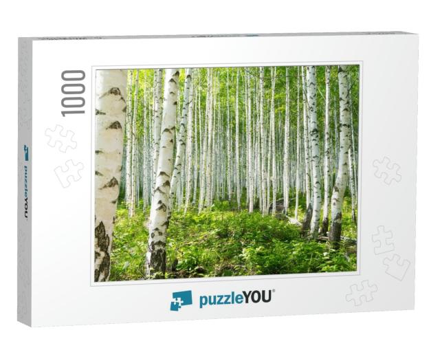 Summer Birch Forests... Jigsaw Puzzle with 1000 pieces