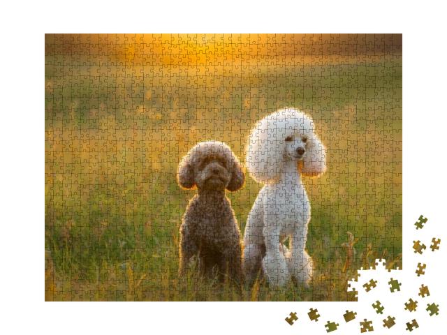 Two Poodles on the Grass. Pet in Nature. Cute Dog Like a... Jigsaw Puzzle with 1000 pieces